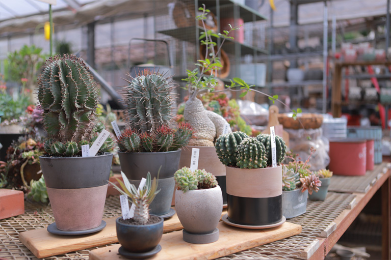 常時600種類以上を取り揃える多肉植物専門店を表現する写真